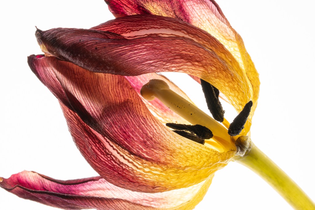 Panasonic Lumix S 100mm F2.8 Macro tulip sample image