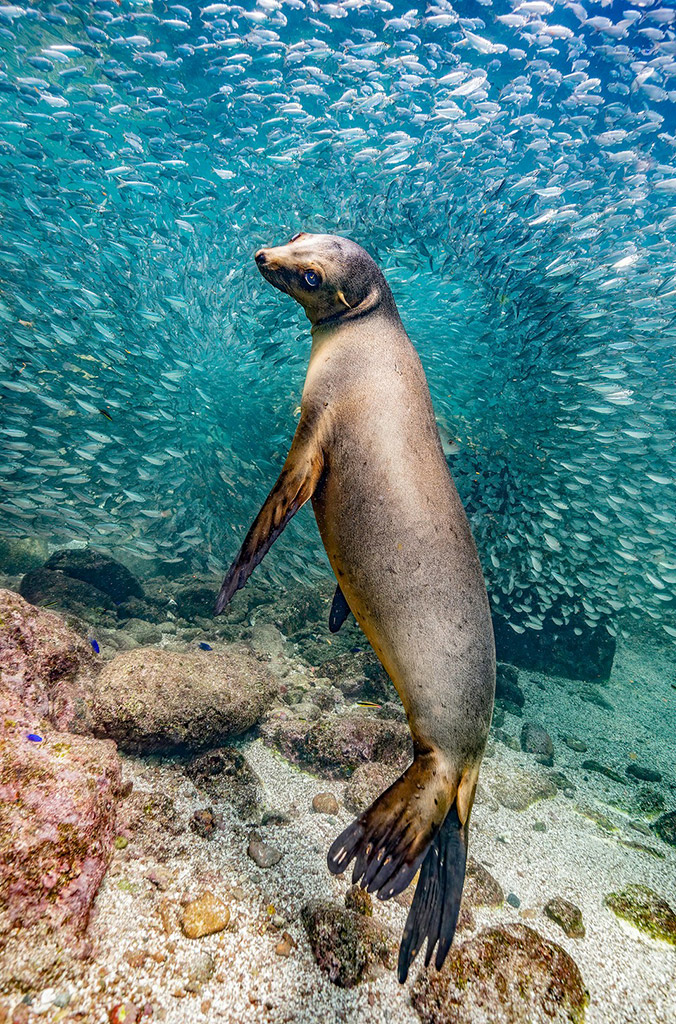 Nature photography contest Photography of the Year - Glenn Ostle - Sea Lion in Los Islotes, 