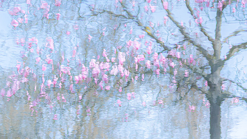 impressionist style reflection in the water at Trompenburg Botanical Gardens & Arboretum in Rotterdam
