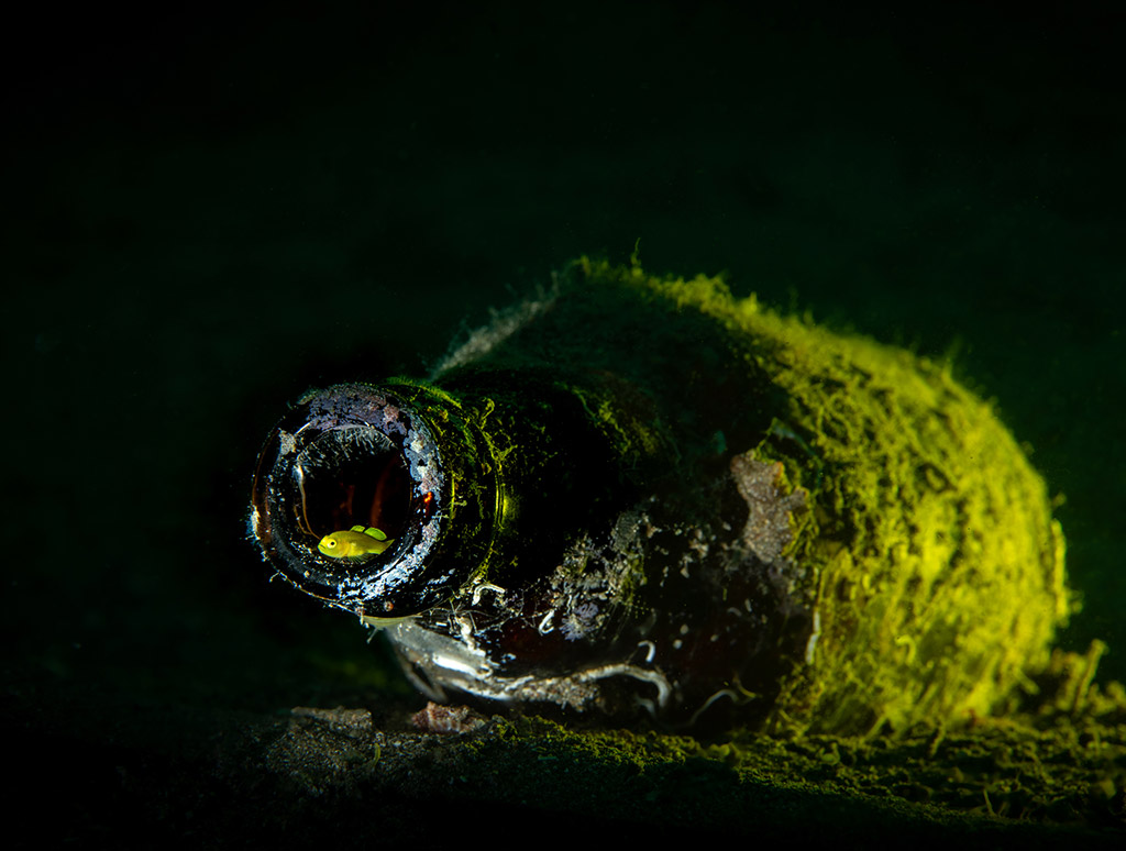 A yellow Gobby watches the ocean from the entrance of his crystal palace, a glass bottle at the bottom of the sea of the worst ocean polluter on the planet