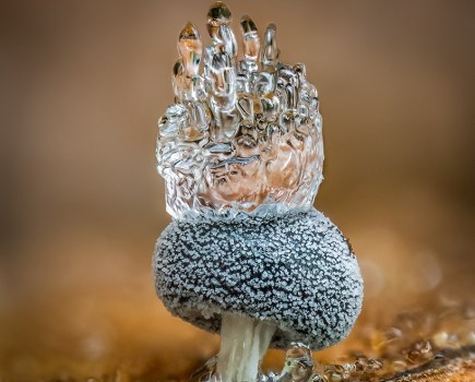 The ice crown barry webb