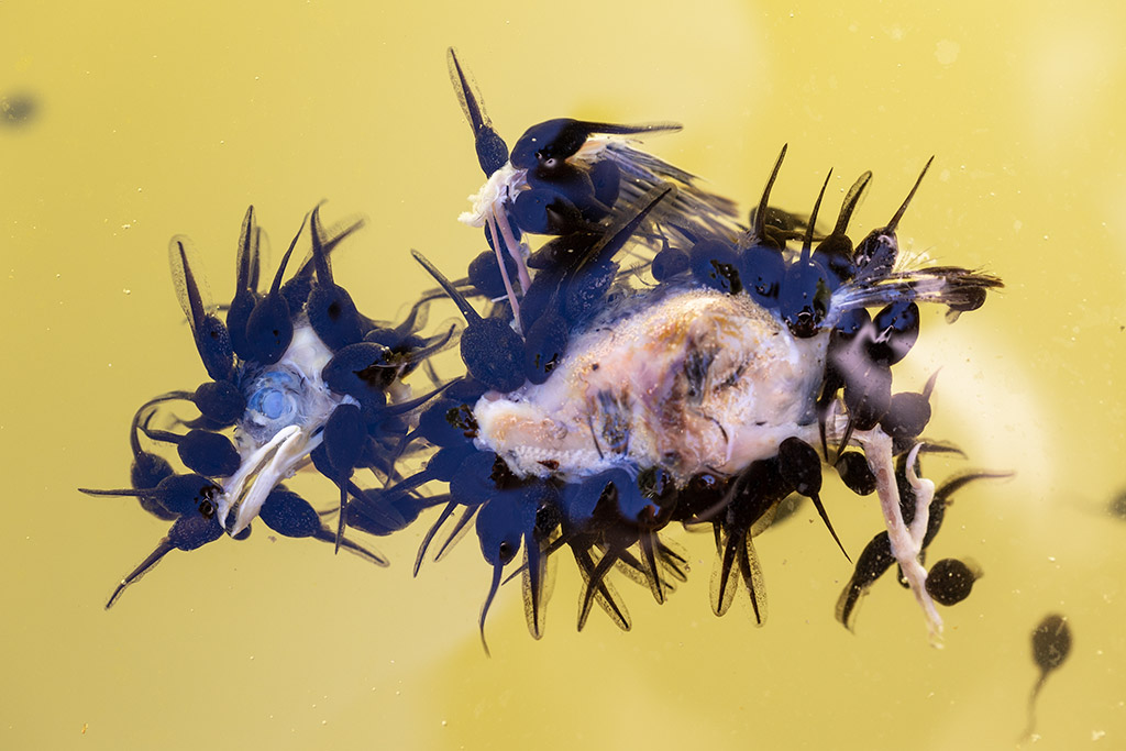tadpoles eating a bird carcass close-up photographer