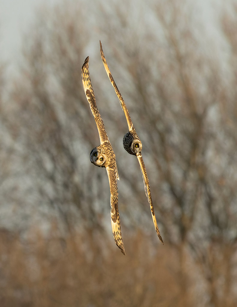 two short eared owls flying in synchronisation picture of the week