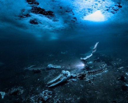 Underwater Photographer of the Year 2024