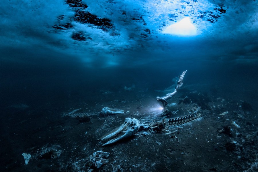 Underwater Photographer of the Year 2024