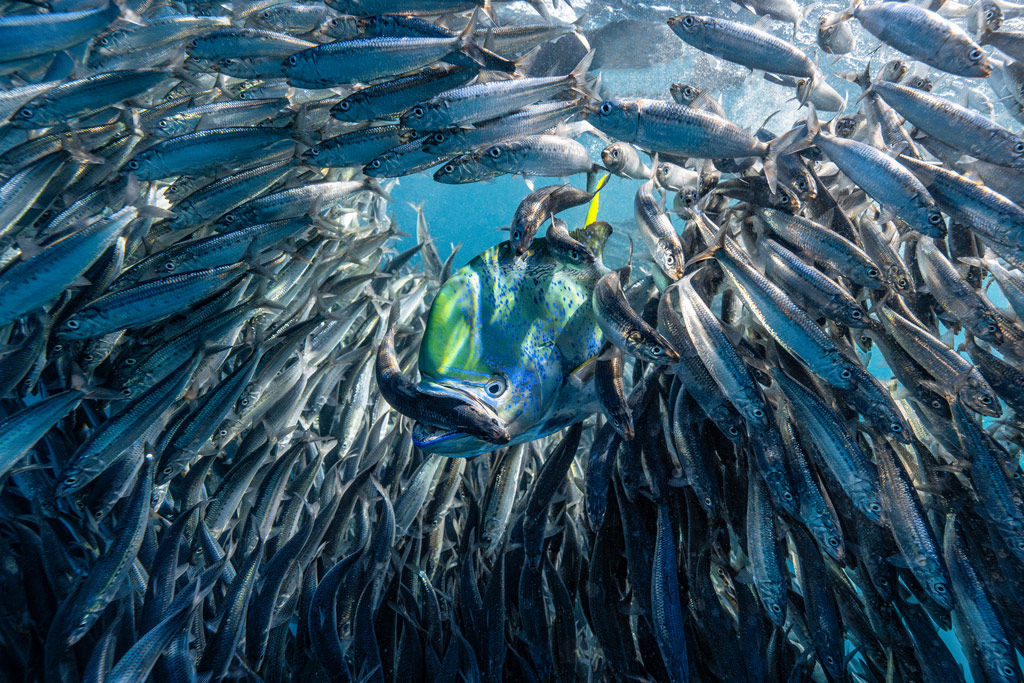 Underwater Photographer of the Year 2024