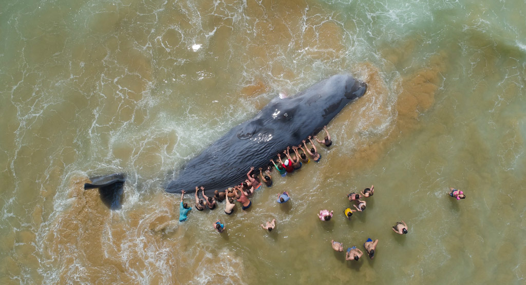 beached whale in Portugal, Underwater Photographer of the Year 2024