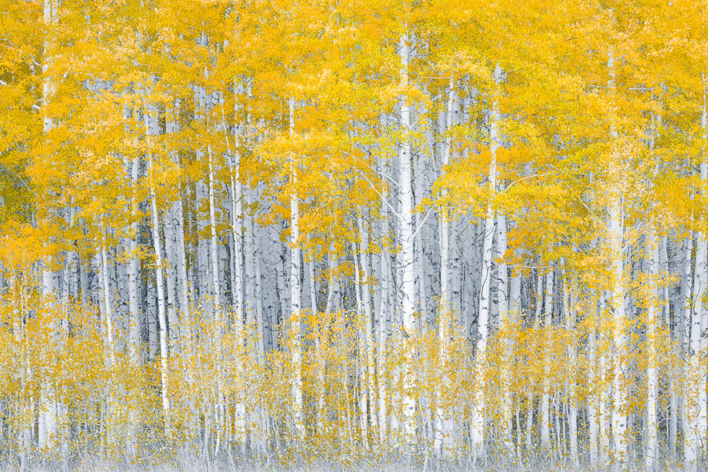 © Honey J. Walker. 3rd Place 'Trees, Woods, & Forests’, In a Forest of Gold, Colorado, United States.

Canon EOS 5D Mark III, Canon EF 70-300mm f/4-5.6 L IS USM lens, 0.5sec at f/11, ISO 100. Tripod. Post-capture: use of saturation tool, basic image management in Adobe Lightroom.