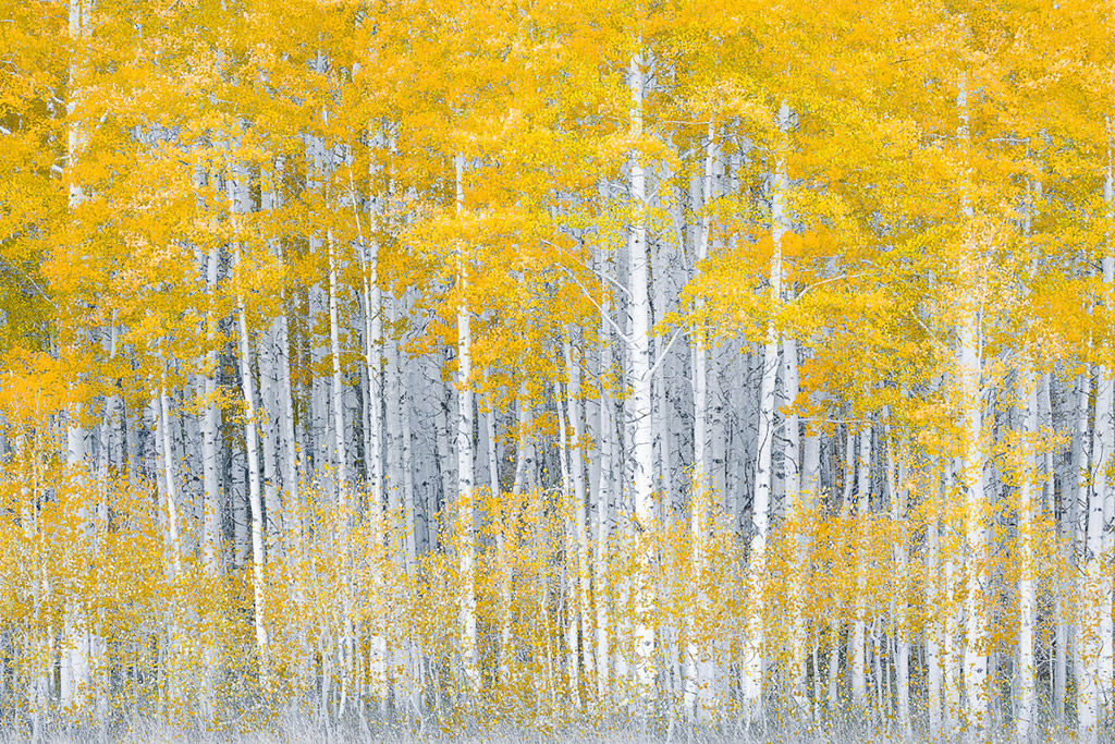 © Honey J. Walker. 3rd Place 'Trees, Woods, & Forests’, In a Forest of Gold, Colorado, United States.
Canon EOS 5D Mark III, Canon EF 70-300mm f/4-5.6 L IS USM lens, 0.5sec at f/11, ISO 100. Tripod. Post-capture: use of saturation tool, basic image management in Adobe Lightroom.