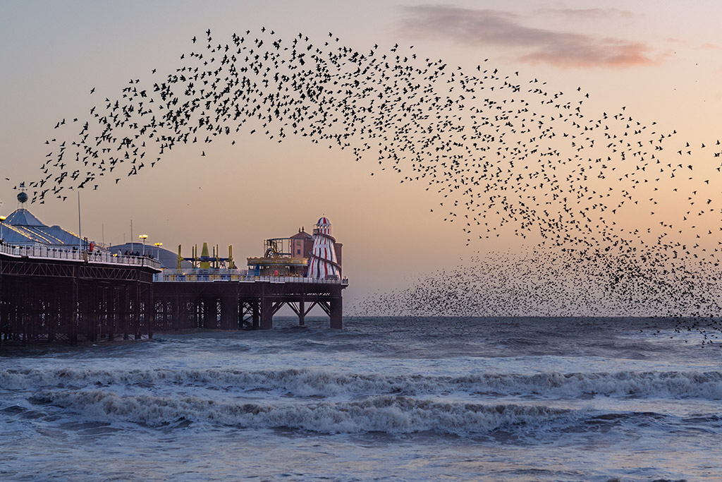Brighton’s Palace Pier to watch the starlings at sunset