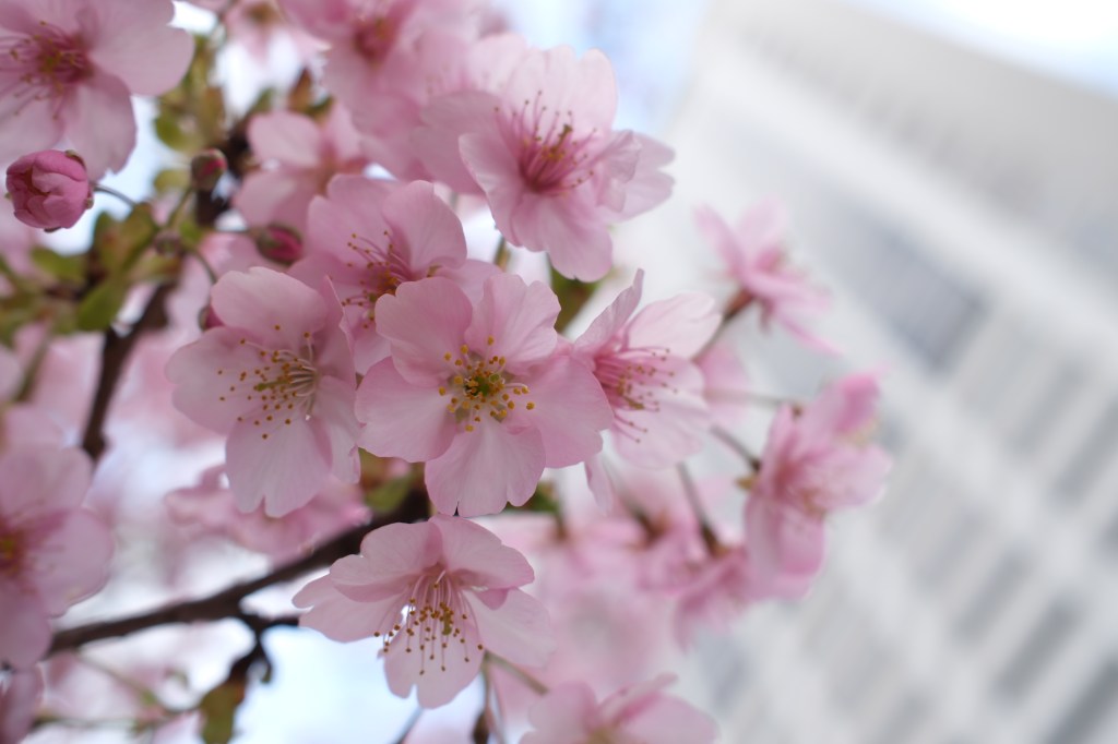 Close up Cherry Blossom. Fujifilm X100VI. Photo Joshua Waller