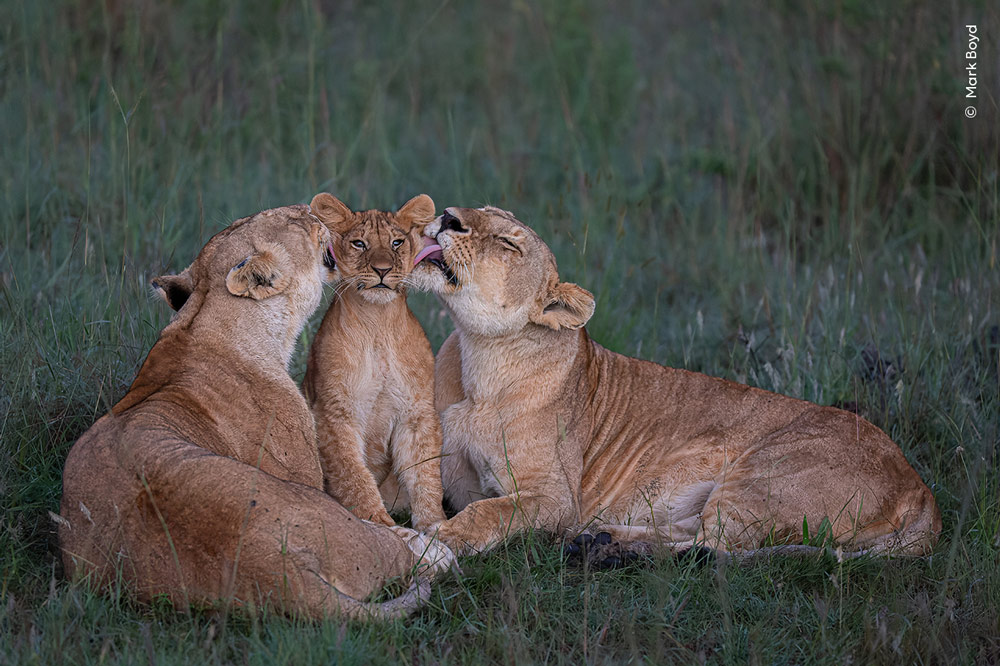 Wildlife POTY People's Choice, Mark Boyd