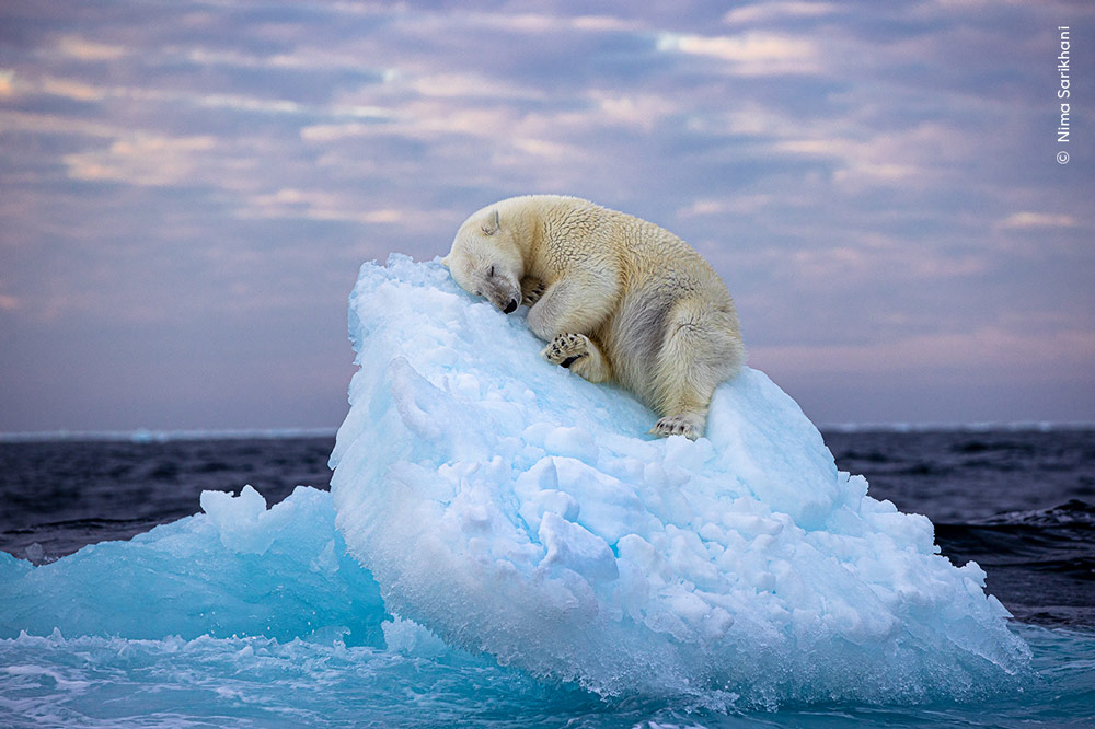 Ice Bed by Nima Sarikhani, UK A polar bear carves out a bed from a small iceberg before drifting off to sleep in the far north, off Norway’s Svalbard archipelago.