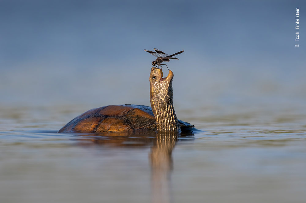 Wildlife POTY Tzahi Finkelstein