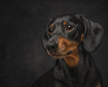 The Society of Photographers Dog Photography Competition winner Emma Pope