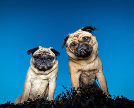 Betsy and Lilo. Photo Rhian White.