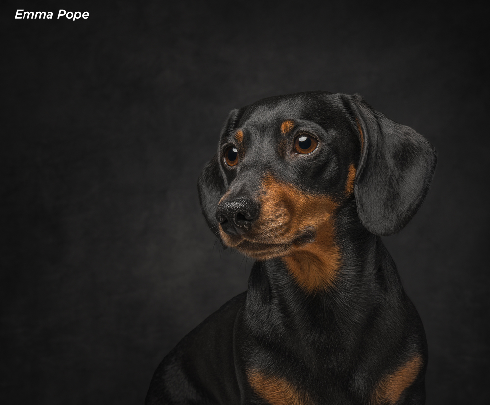 Find out how this cute Dachshund portrait was taken!