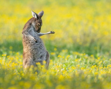 Jason Moore, ‘Air Guitar Roo’, winner of The Comedy Wildlife Photography Awards 2023