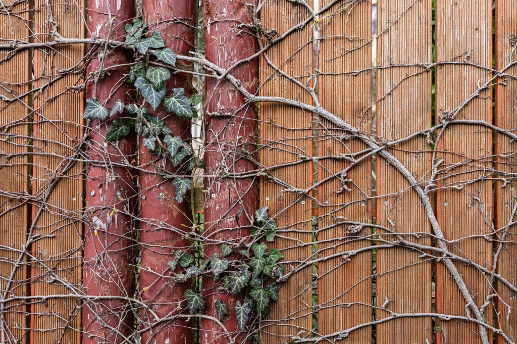 Leica SL3 sample image, ivy on fence
