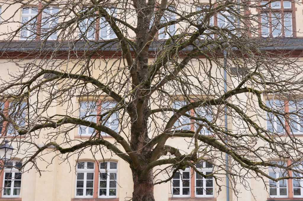 Leica SL3 tree sample image, Wetzlar