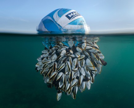 goose barnacles covered football floating in the sea