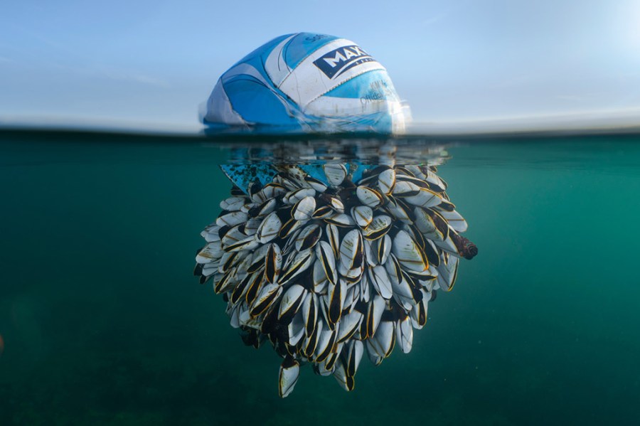 goose barnacles covered football floating in the sea