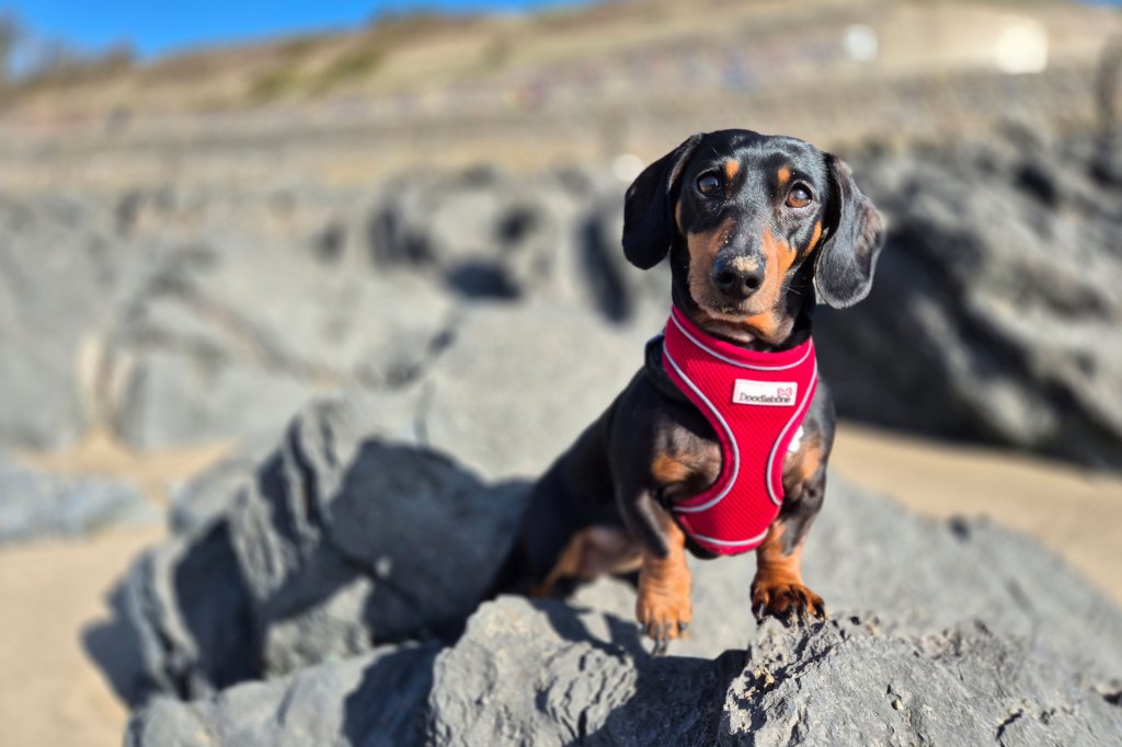Samsung S24+ sample image, a daschund in a red harness