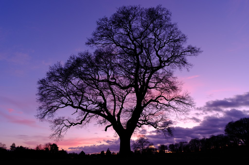 Sigma 10-18mm F2.8 tree at sunset sample image