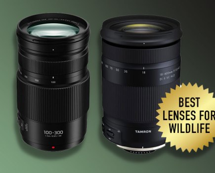 Best lenses for wildlife