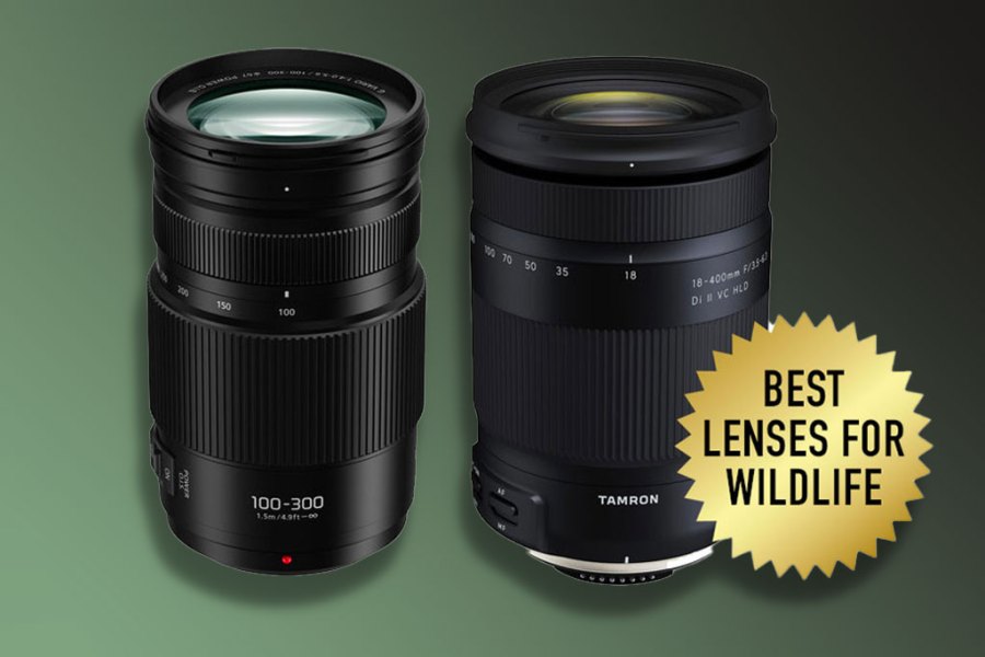 Best lenses for wildlife