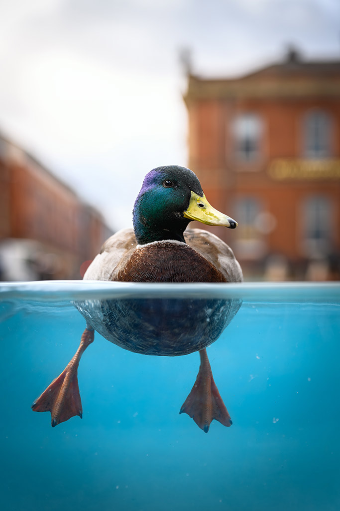 a flock of ducks had taken to a couple of water tanks outside Sheffield City Hall. image of mallard duck show half in and out of the water