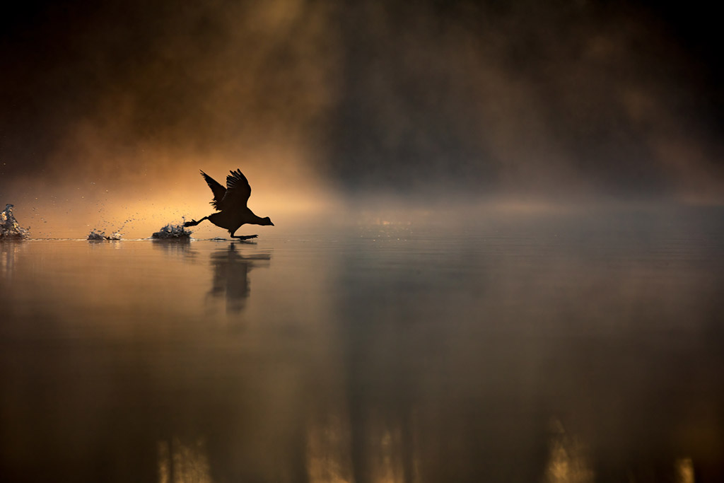 Running on Water
RSPB Young British Wildlife Photographer of the Year 2023 and 15-17 Years Winner
Max Wood. Canon EOS 6D with Canon 70-200mm f/2.8 II lens & 2x teleconverter. 400mm; 1/1,250th second; f/5.6; ISO 400 © Max Wood / British Wildlife Photography Awards