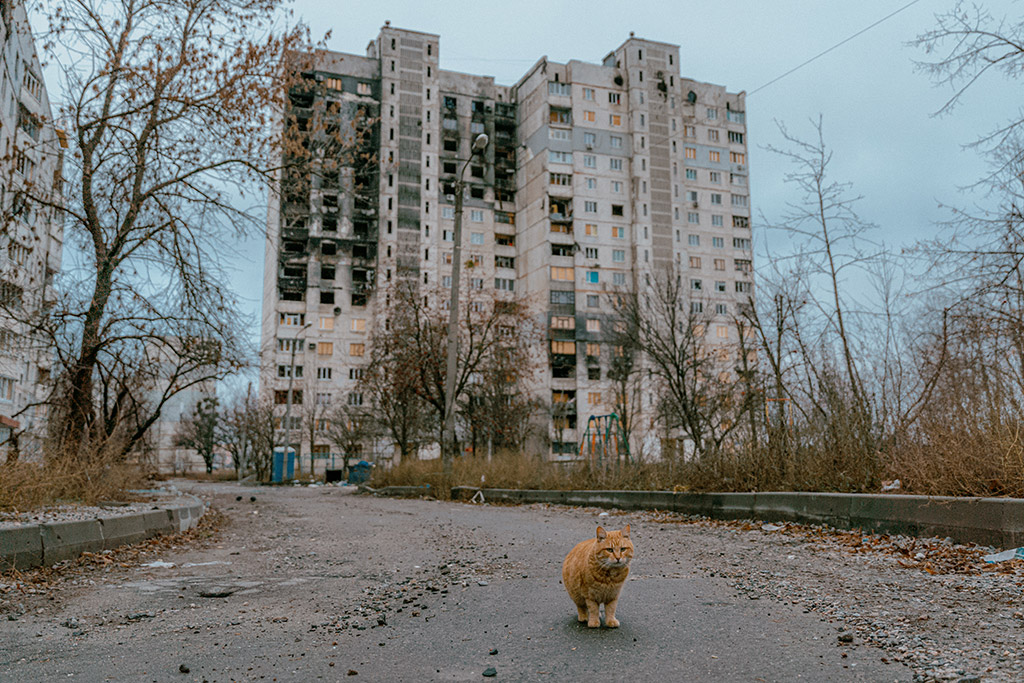  Lonely forager, Kharkiv, Ukraine, Dec 2022