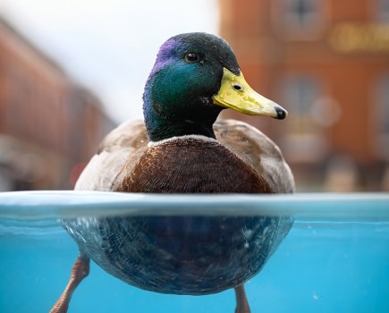 image of mallard duck show half in and out of the water