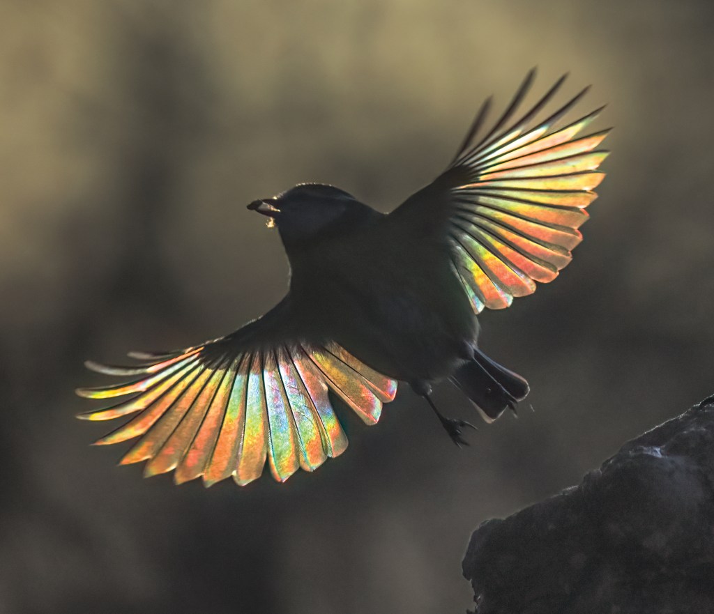 The new AF algorithms deal with low-light situations perfectly, enabling me to catch the moment the dawn light refracts and turns blue-tit feathers into a rainbow