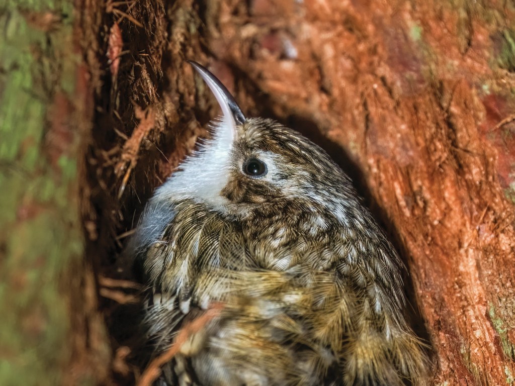 The eye of a roosting tree-creeper is beautifully detailed and sharp, even with the lens at full reach and 1/30sec shutter speed.