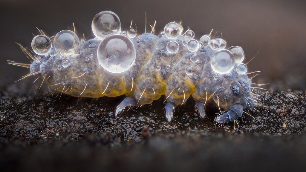  springtail (Neanura muscorum) covered in dew droplets.
