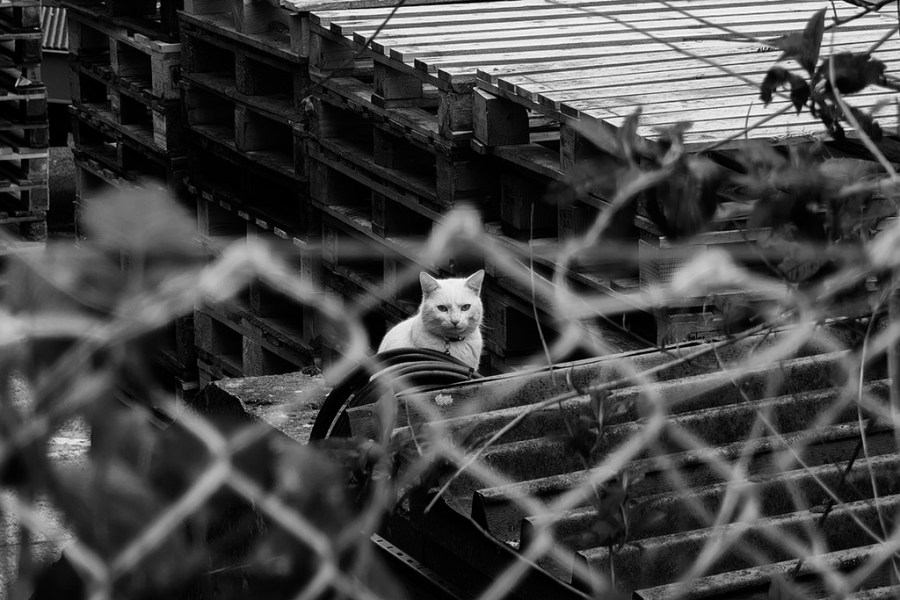 view of a white cat through wire fencing