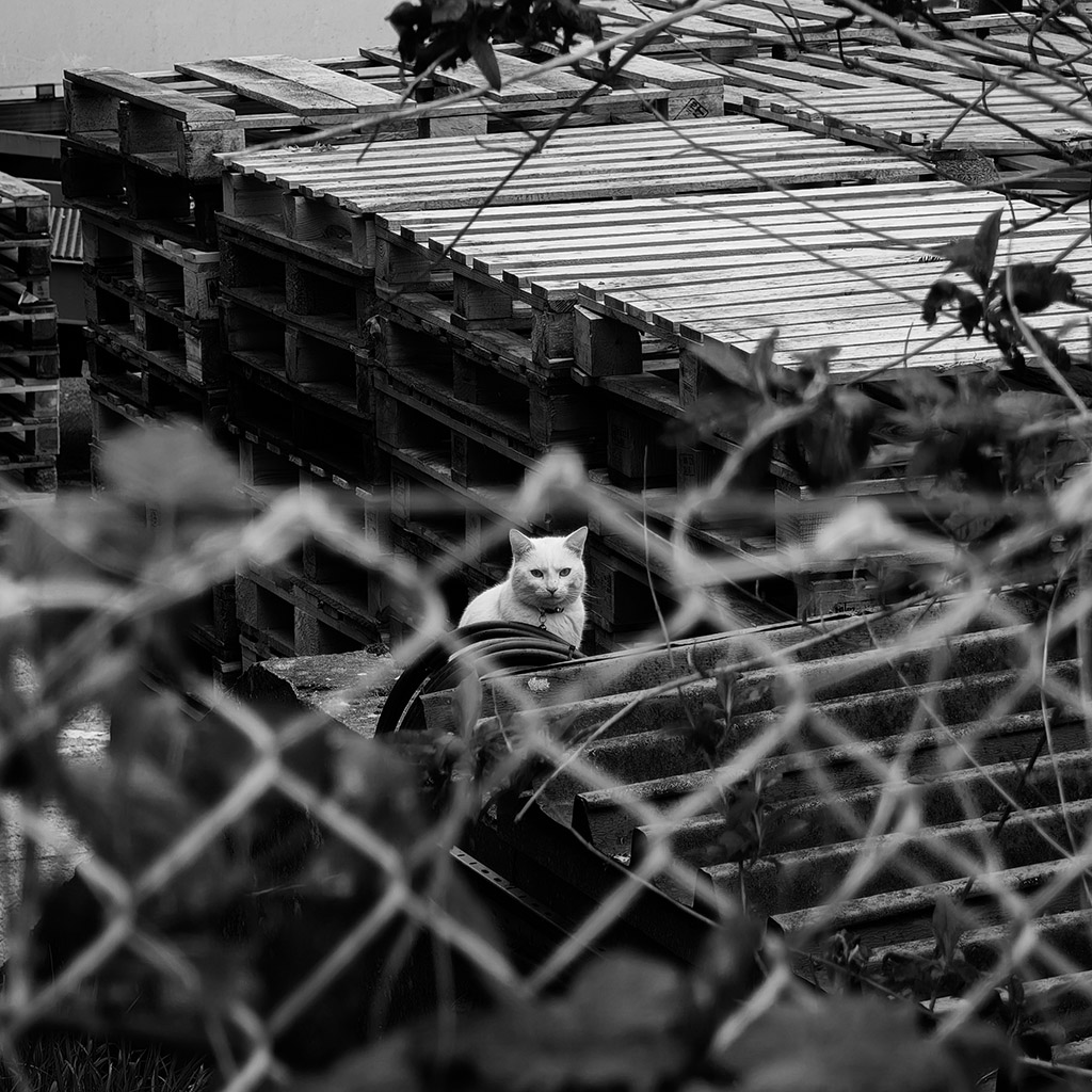 view of a white cat through wire fencing 