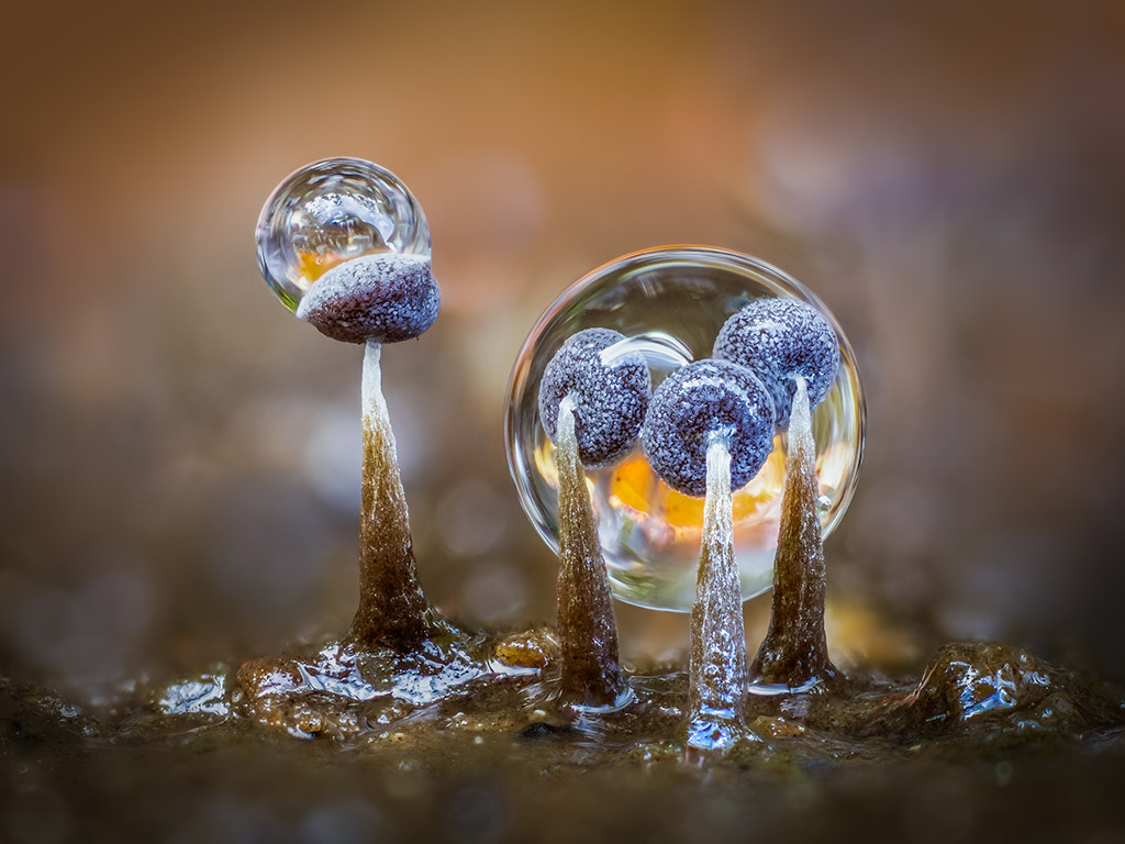 colony of 2mm tall Physarum album slime mould fruiting bodies on a short section of beech branch, lying in leaf litter on the woodland floor. covered in rainsdrops