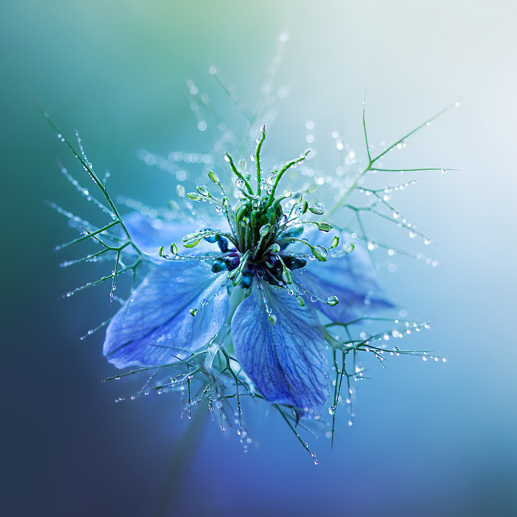 Love-in-the-Mist (Nigella damascena) covered in dew drops