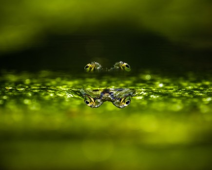 frog eyes peeping above water