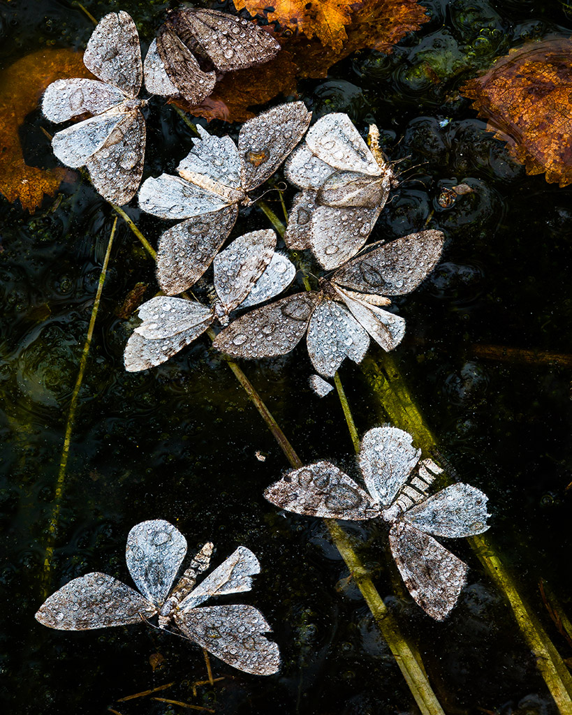 dead moths amongst autumn leaves on the surface of water. finalist in cupoty water challenge competition