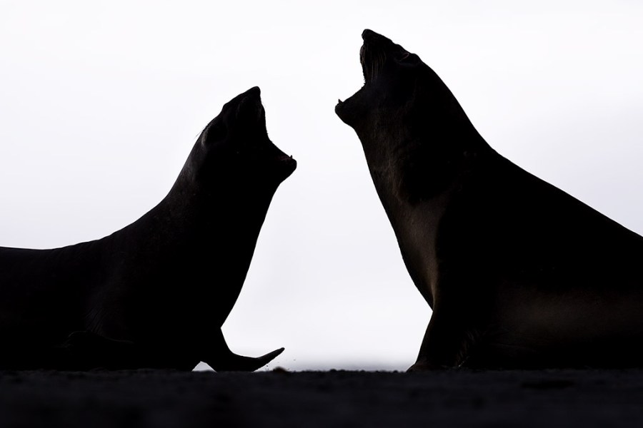 southern elephant seals, and here, two juveniles are practising their fighting skills in the falkland islands