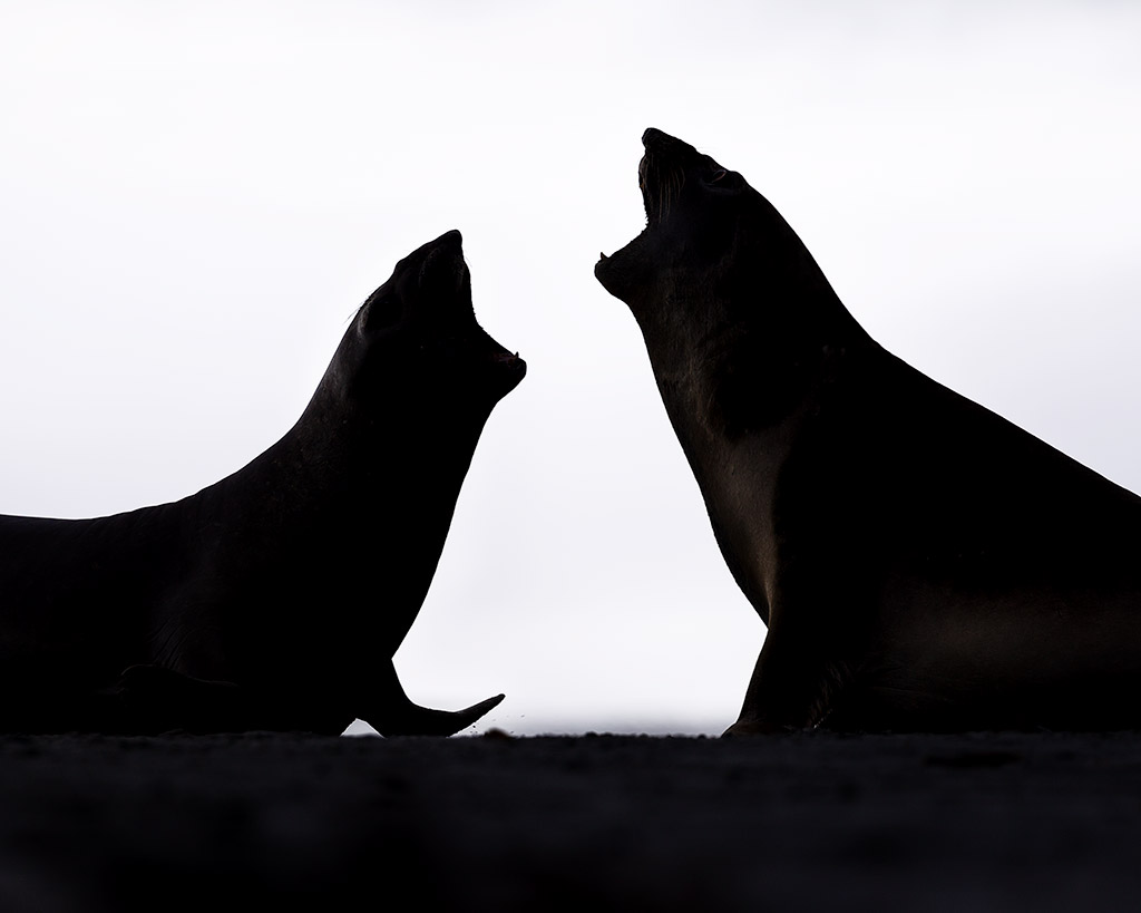 southern elephant seals, and here, two juveniles are practising their fighting skills