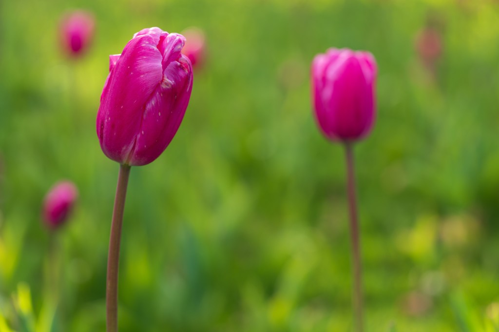 Leica SL3 tulips sample image