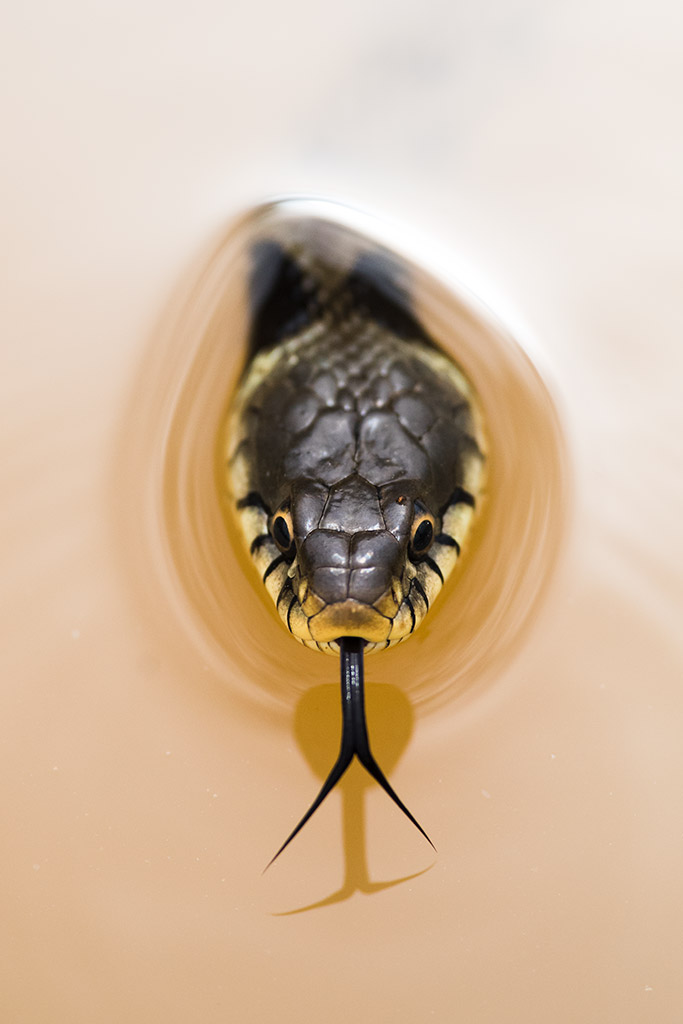 close up of a snake head in water. finalist in cupoty water challenge competition