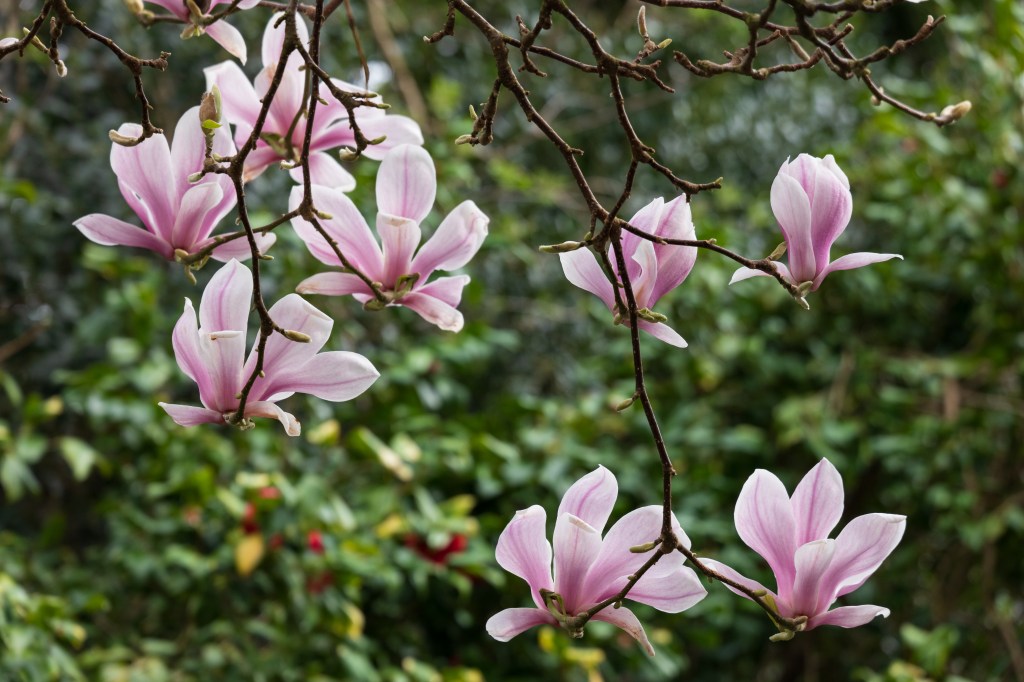 Panasonic Lumix S 28-200mm F4-7.1 magnolia flowers sample image 