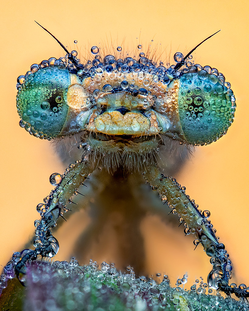 insect close up for cupoty water challenge