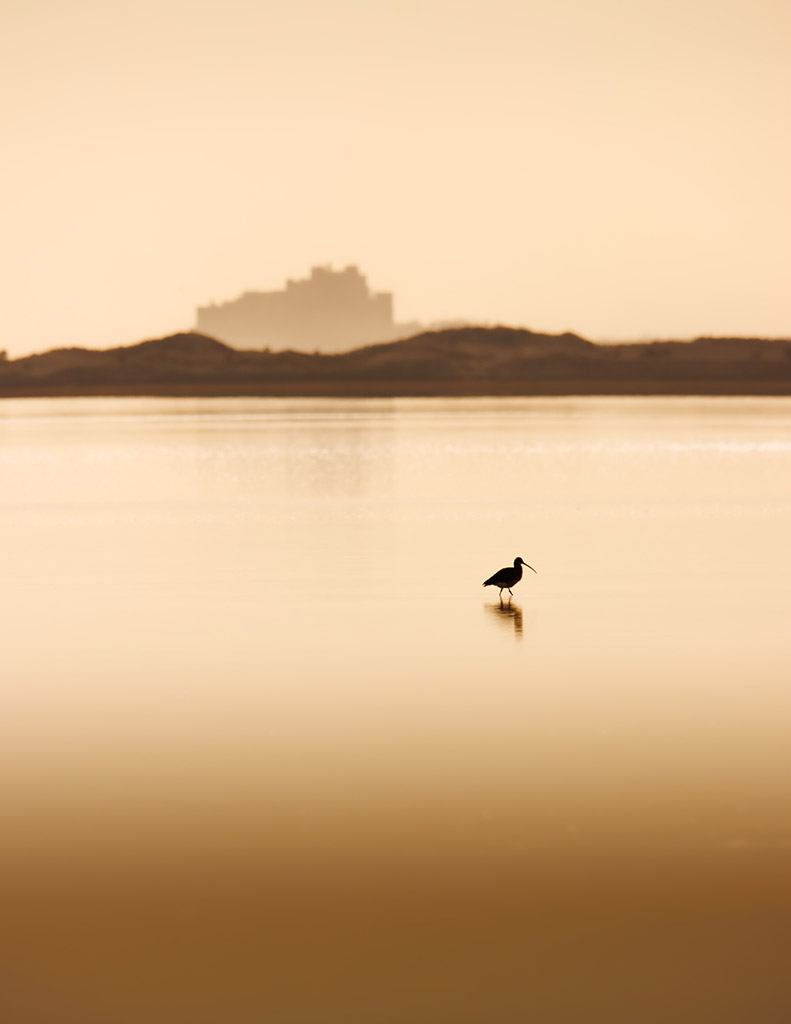 Bamburgh Castle with curlew in the foreground in the water